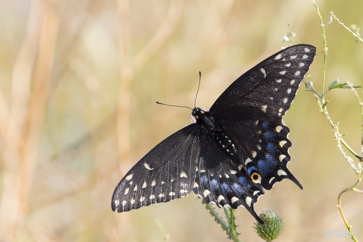 Black Swallowtail.JPG