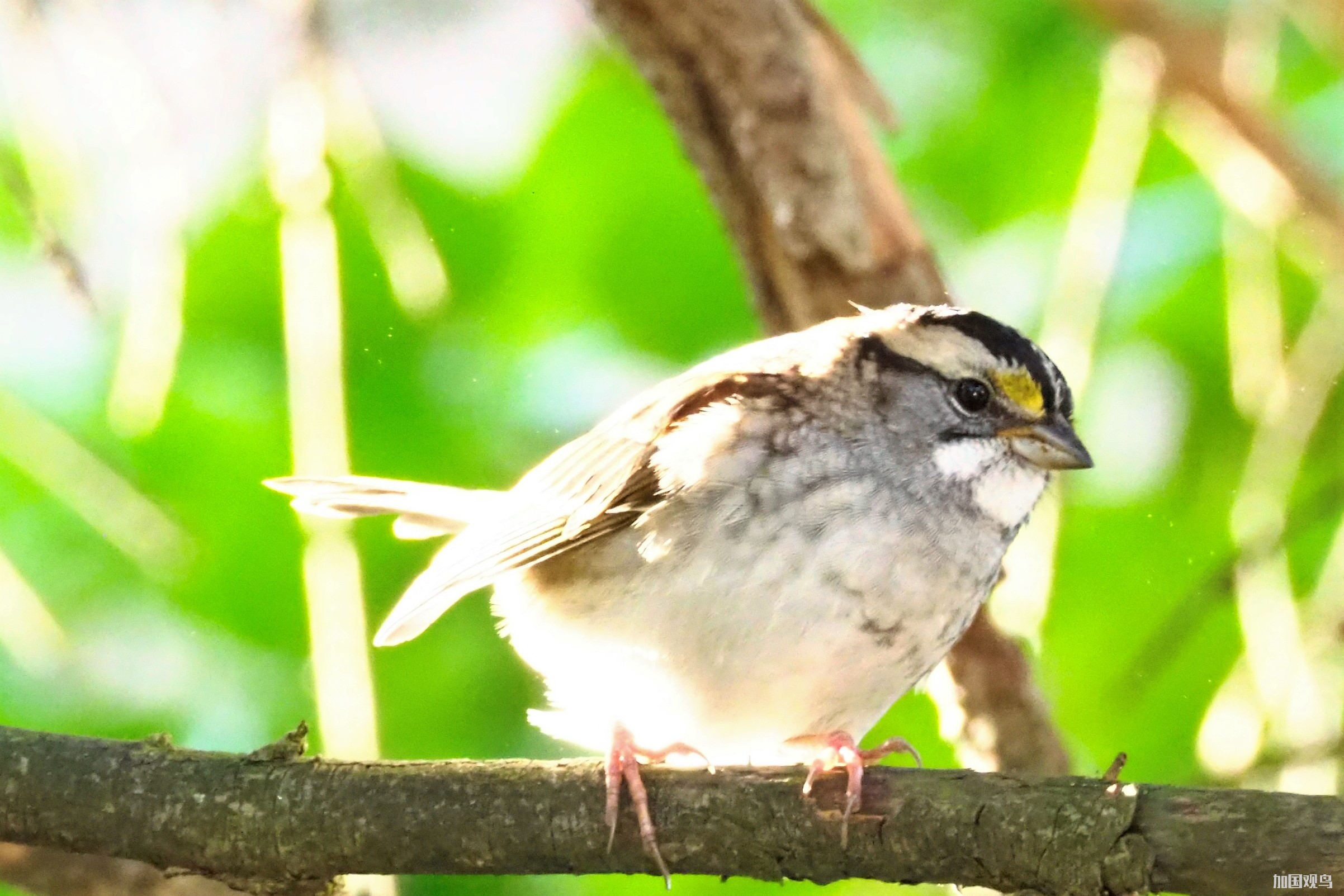 white-throated sparrow?