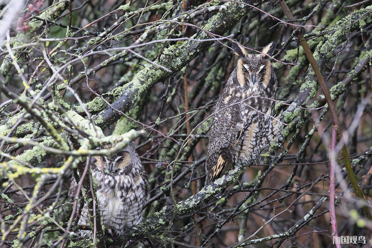 Long-eared Owl 長耳鴞