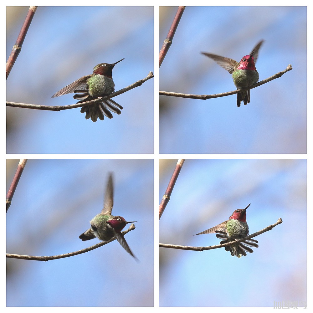 Anna's Hummingbird (紅喉蜂鳥)