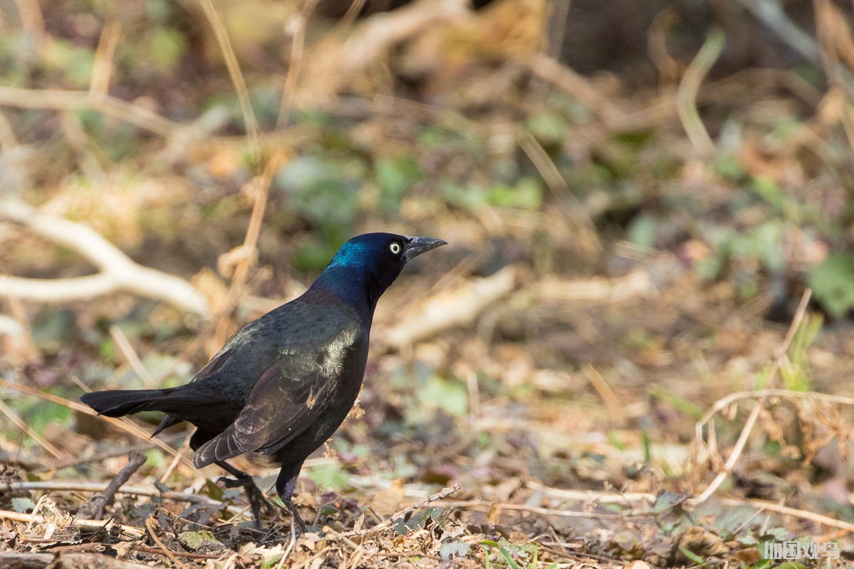 Common Grackle.JPG