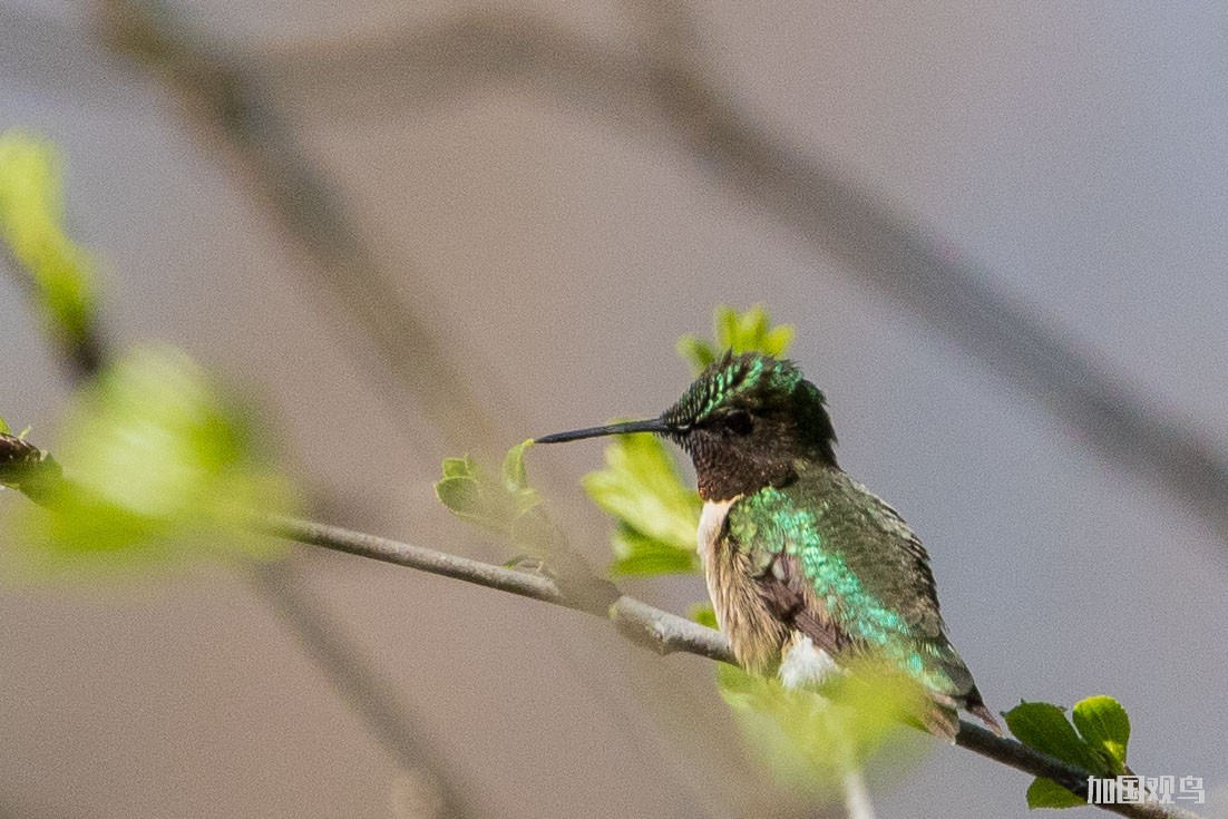 ruby throated hummingbird.JPG