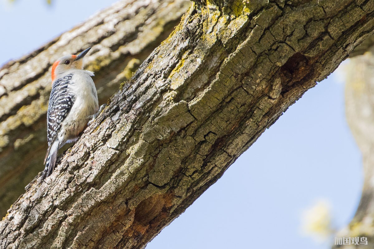 red-bellied woodpecker.JPG