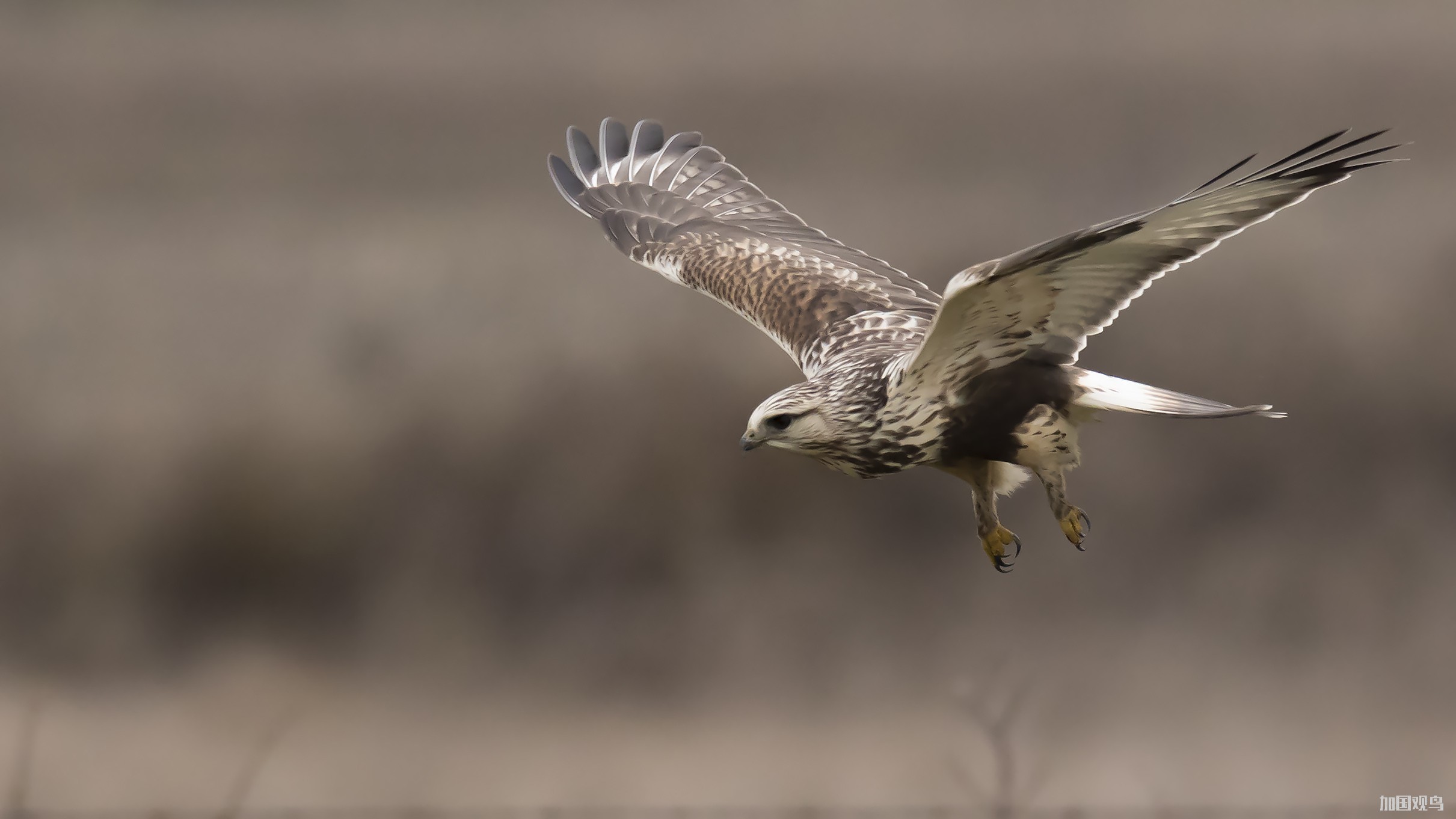 Rough-legged Hawk毛足鵟; 毛脚鵟