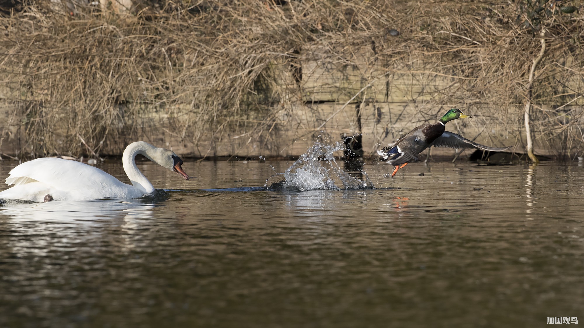 Mute Swan  疣鼻天鵝