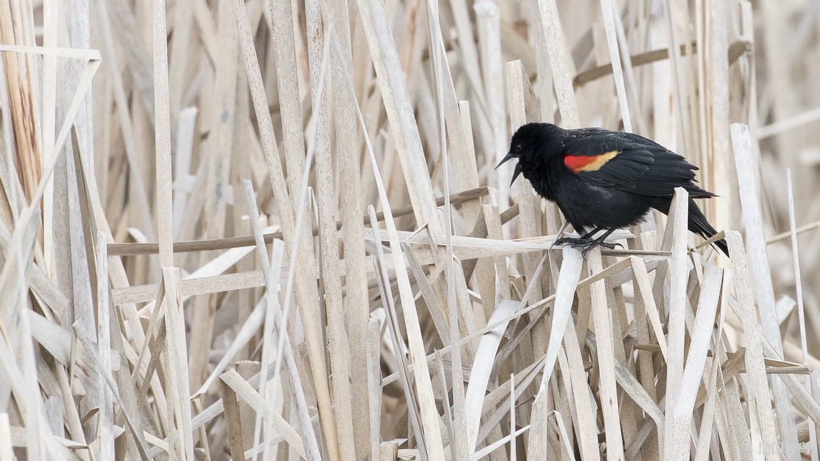 Red-winged Blackbird  紅翅黑鸝