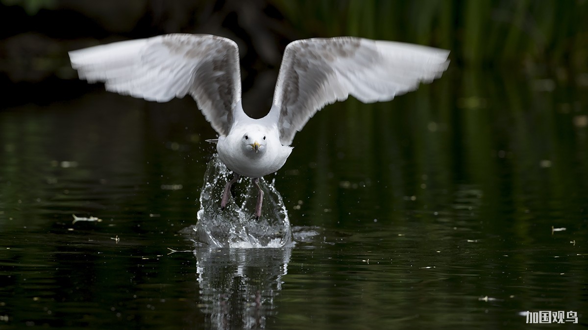 Glaucous-winged Gull  灰翅鷗