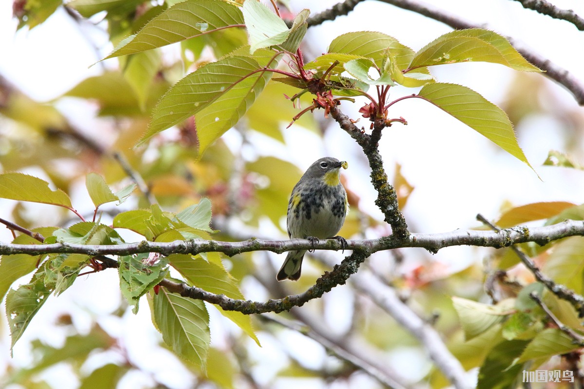Yellow-rumped Warbler_Adubon's(黃喉黄腰林莺)_母鳥