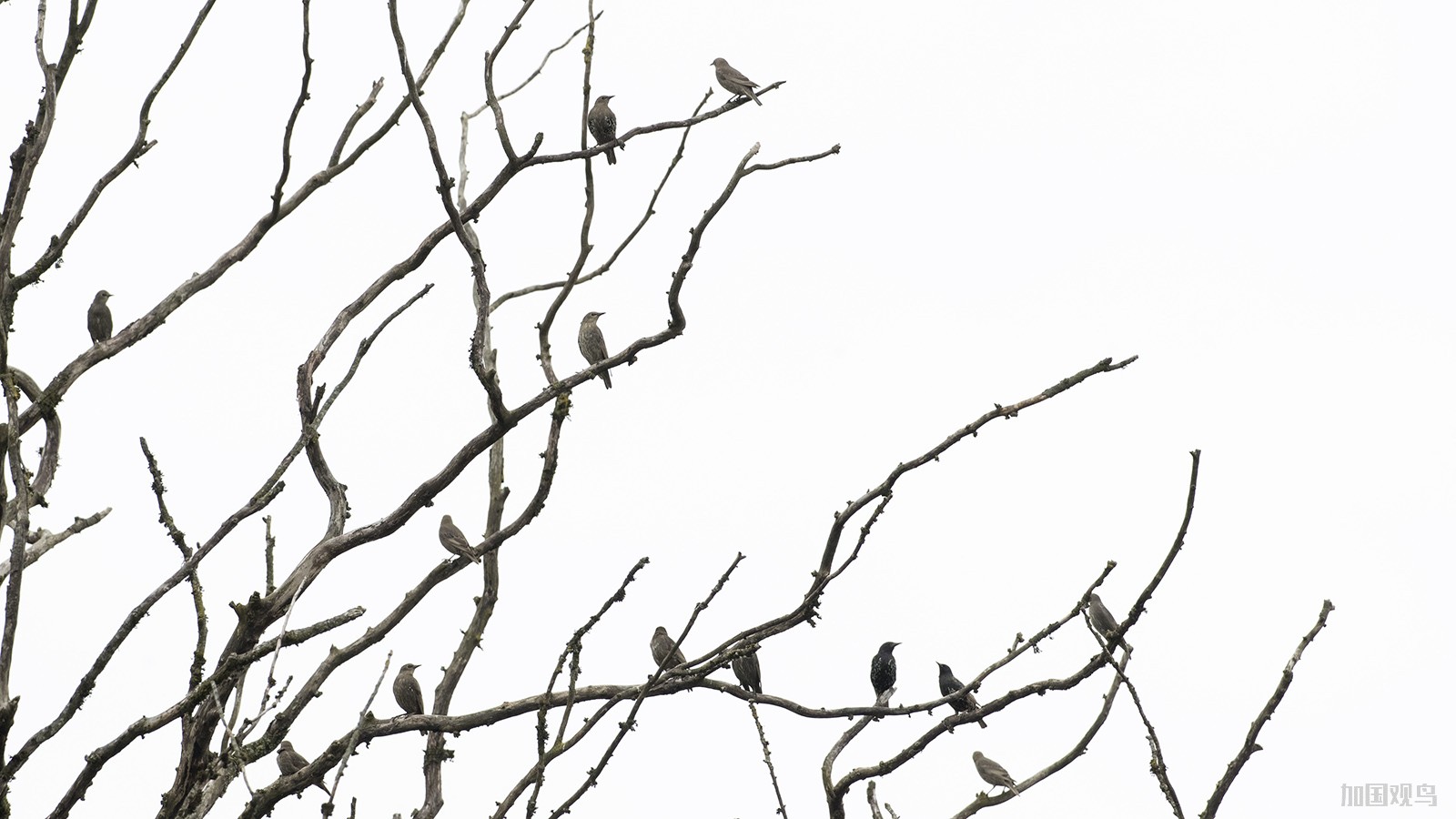 European Starling  歐洲椋鳥;紫翅椋鸟