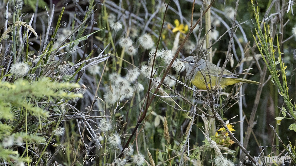 MacGillivray's Warbler灰头地莺(雌)