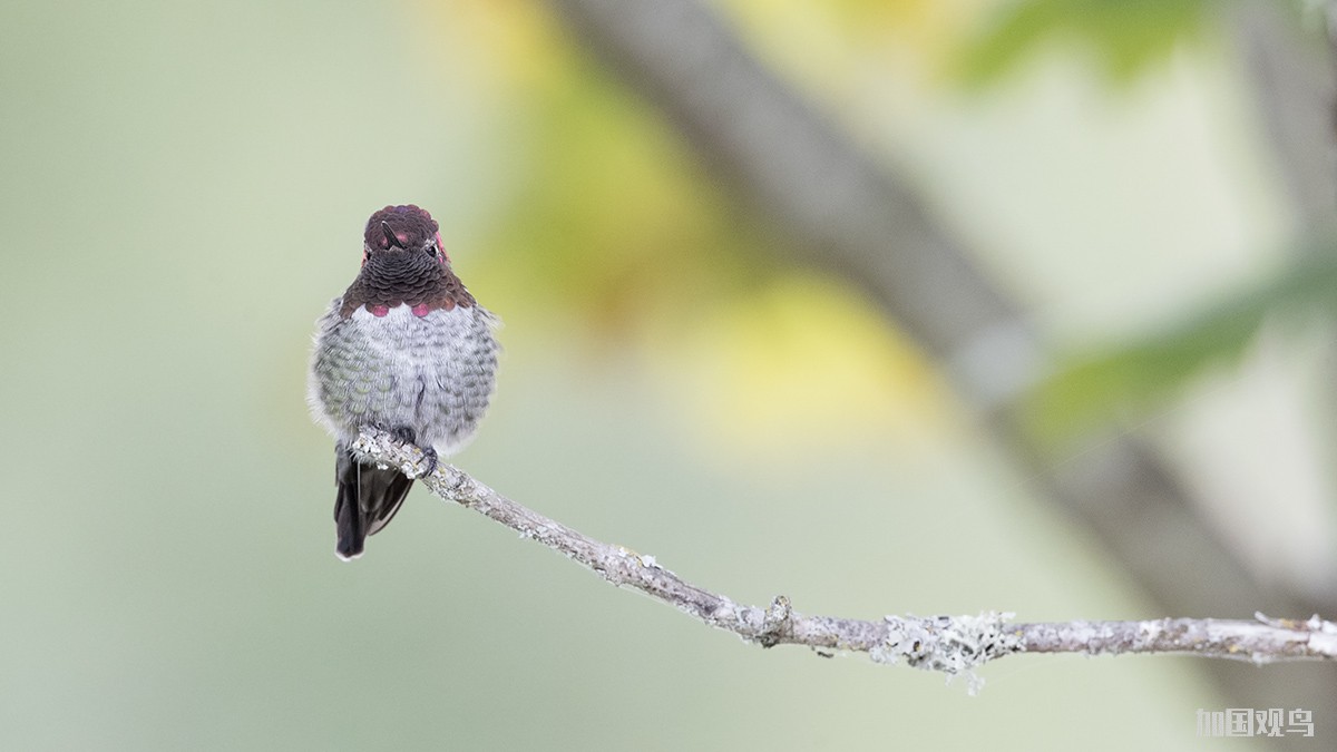 Anna's Hummingbird  紅喉蜂鳥; 安氏蜂鸟