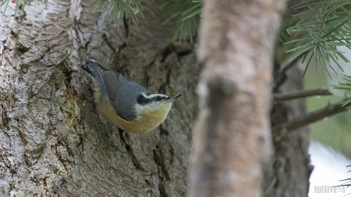 Red-breasted Nuthatch 红胸䴓