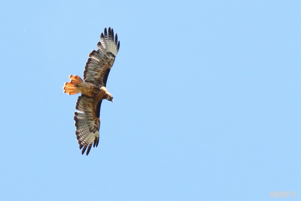 Red-tailed Hawk 红尾鵟
