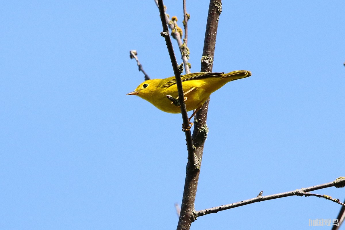 Yellow Warbler 黃林鶯