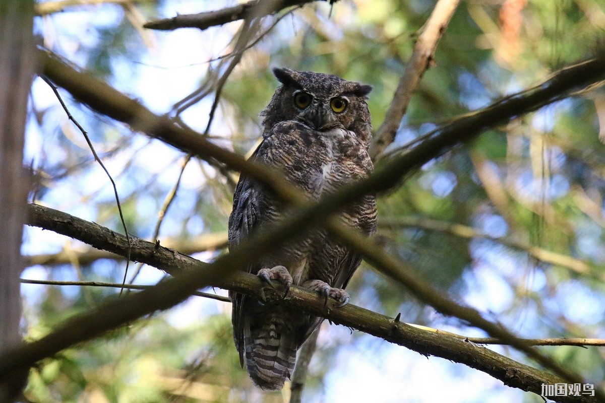  Great Horned Owl 大鵰鴞