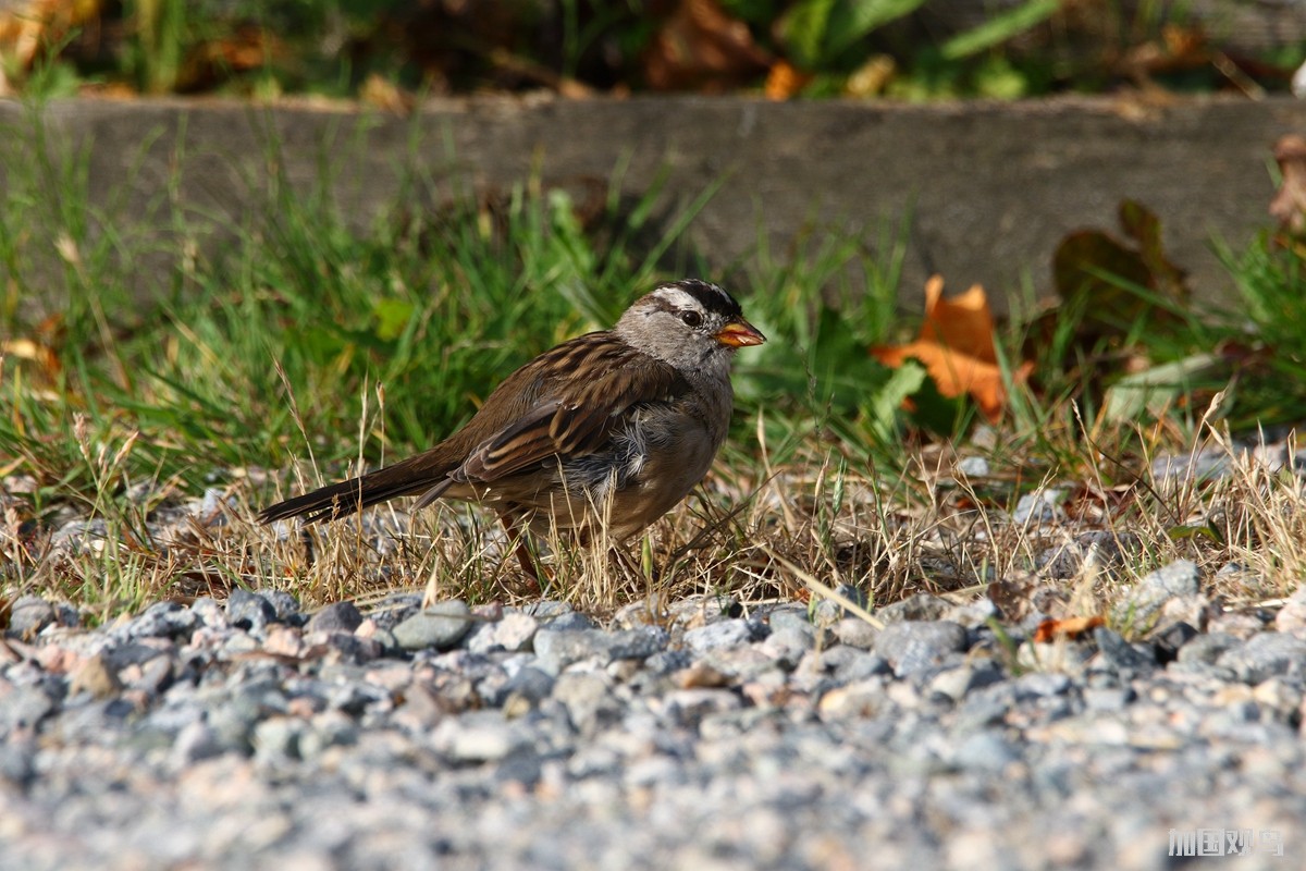 White-crowned Sparrow  白冠帶鵐