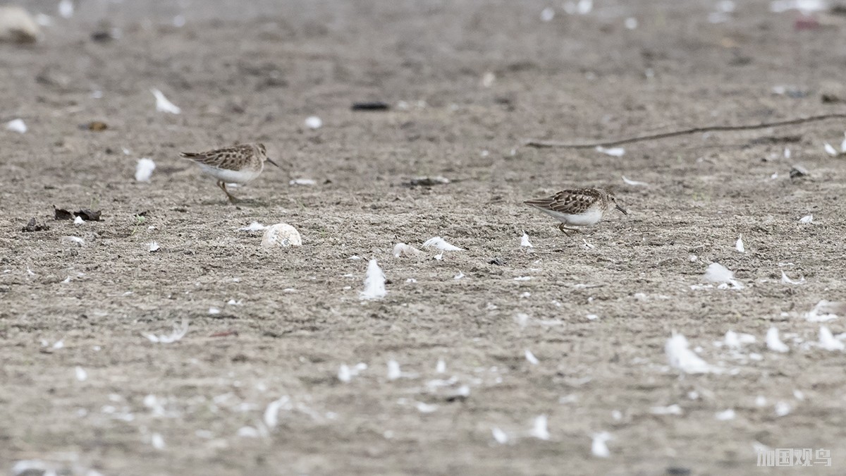  Least Sandpiper 姬濱鷸; 美洲小滨鹬