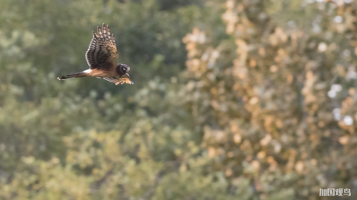 Northern Harrier 灰澤鵟; 白尾鹞