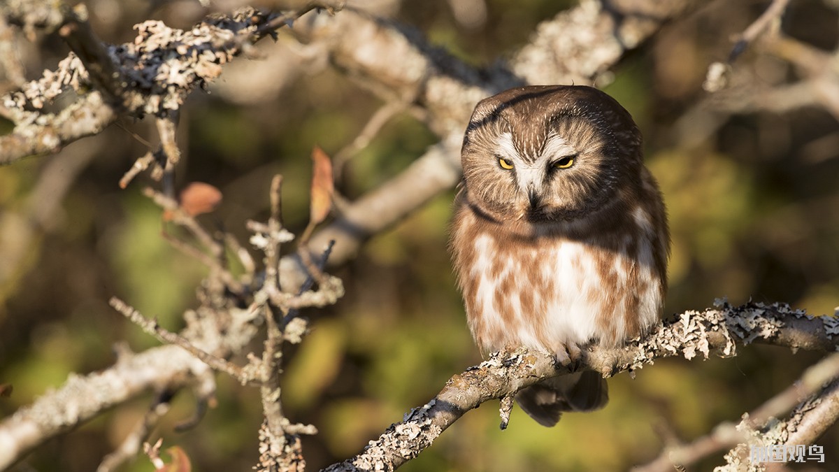  Northern Saw-whet Owl 棕櫚鬼鴞