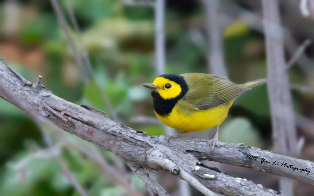 Hooded Warbler.jpg