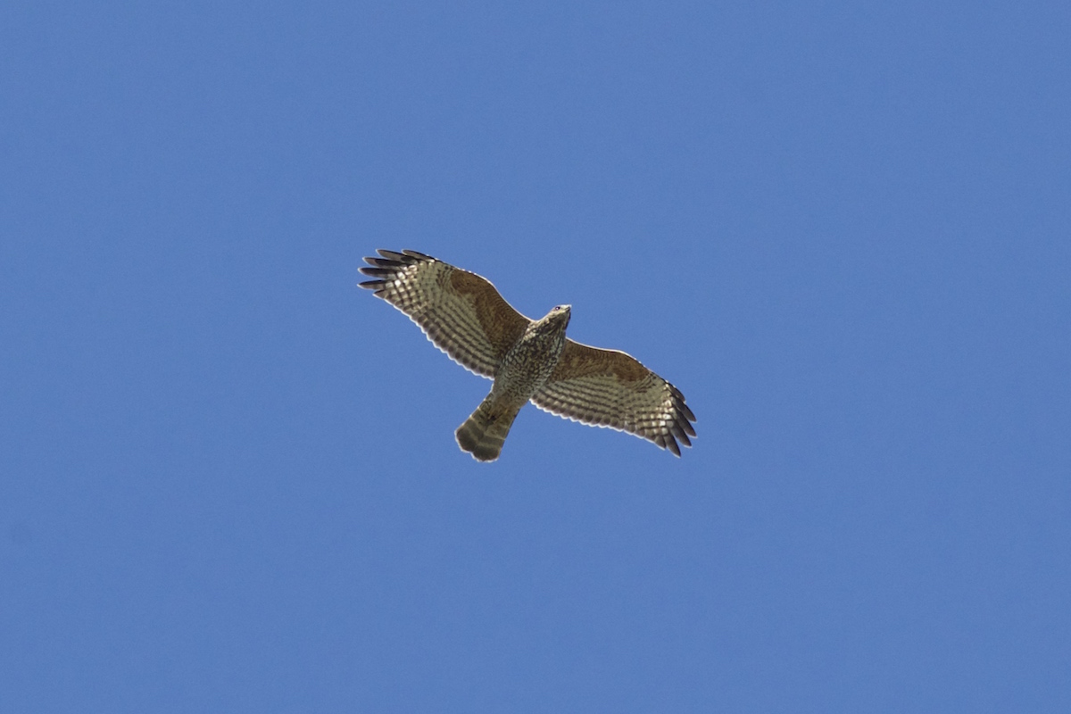 Red-shouldered Hawk.jpg