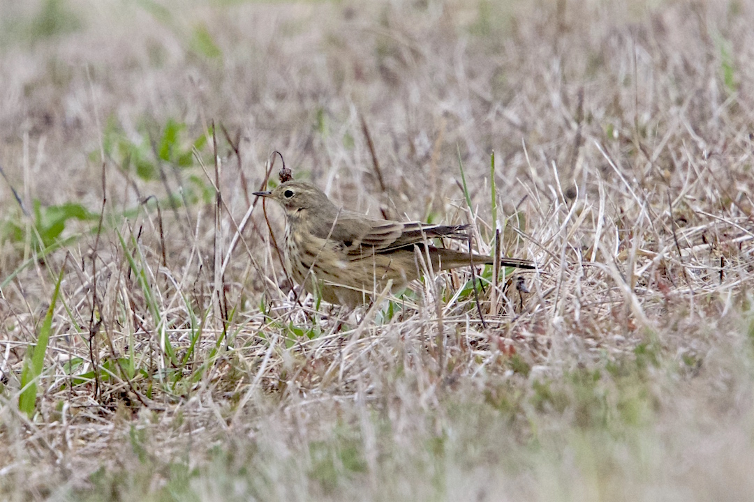 American Pipit.jpg