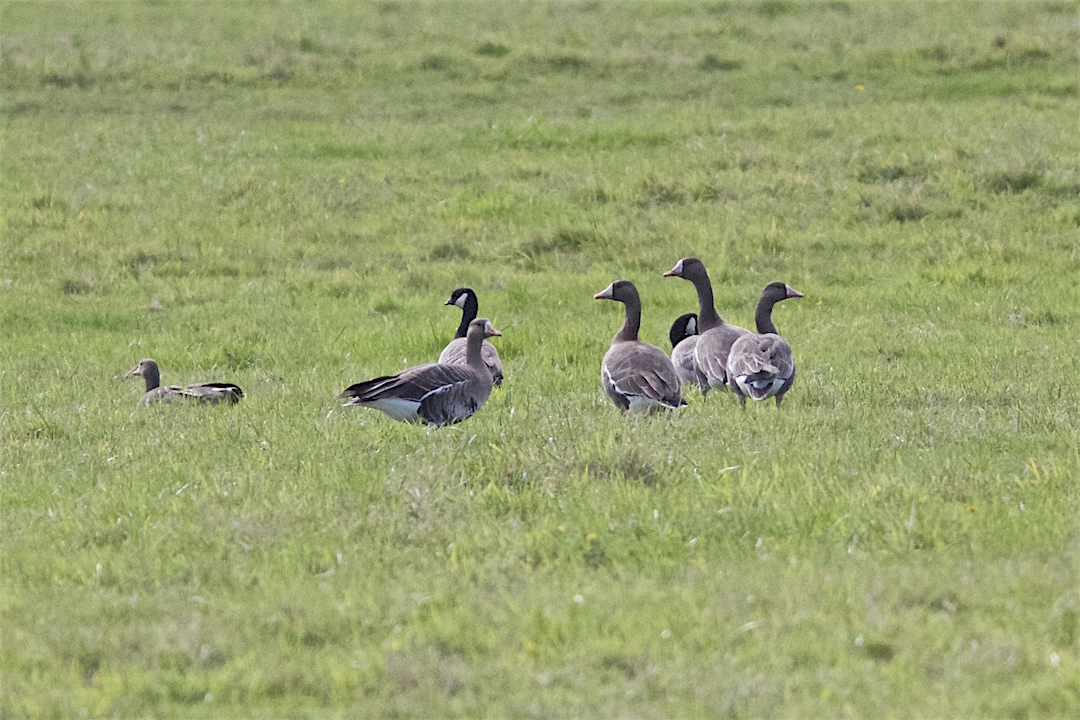 White-fronted Goose.jpg