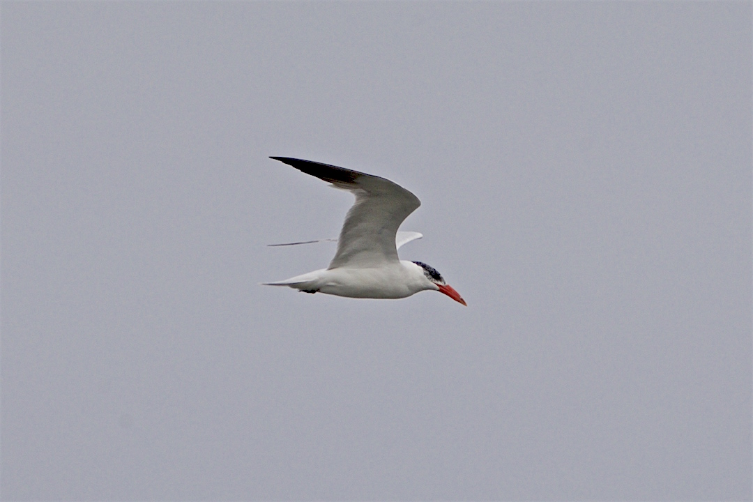 Caspian Tern.jpg