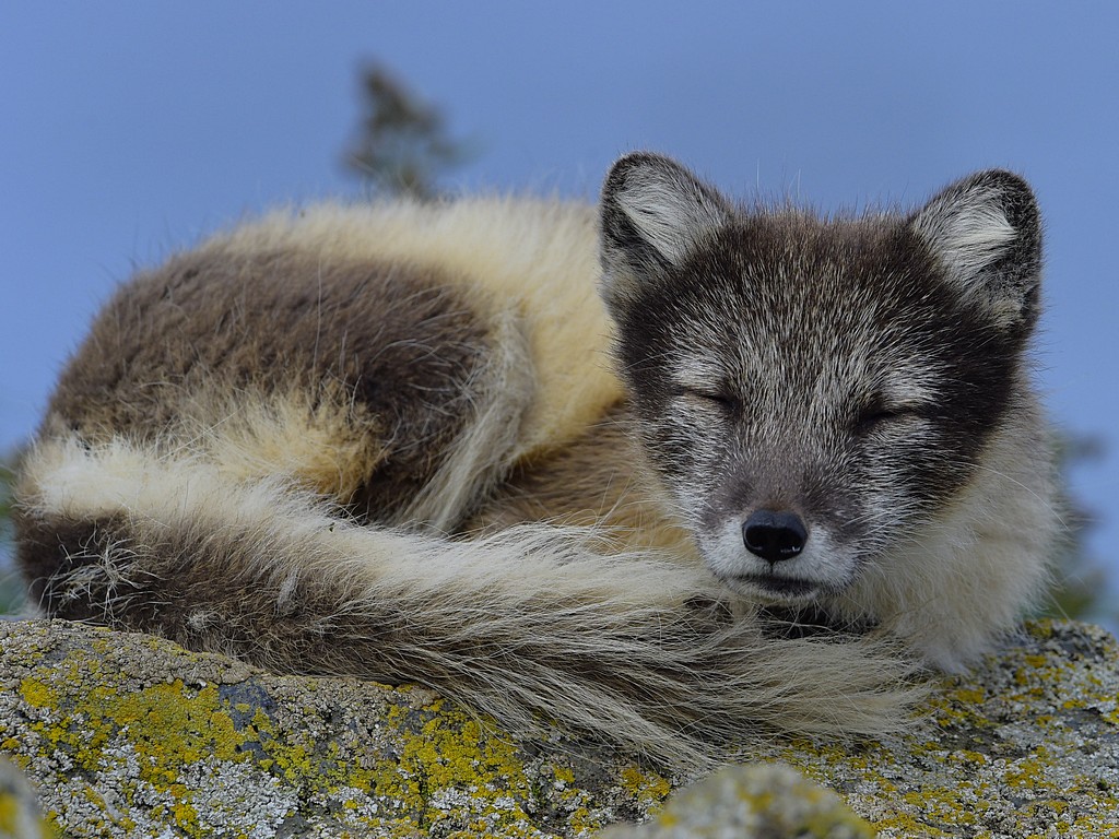 Arctic Fox5.jpg