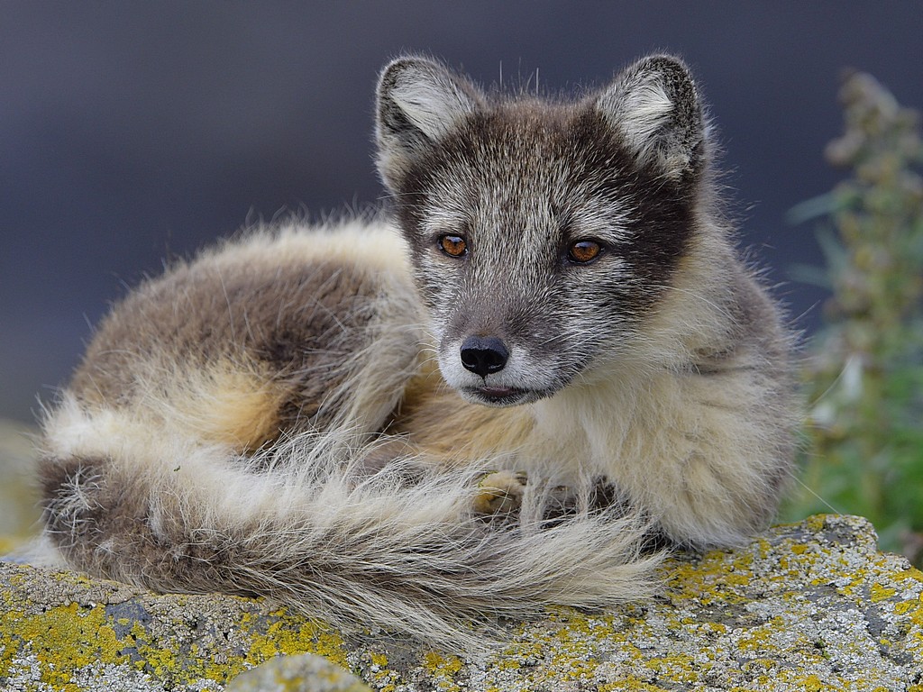 Arctic Fox4.jpg