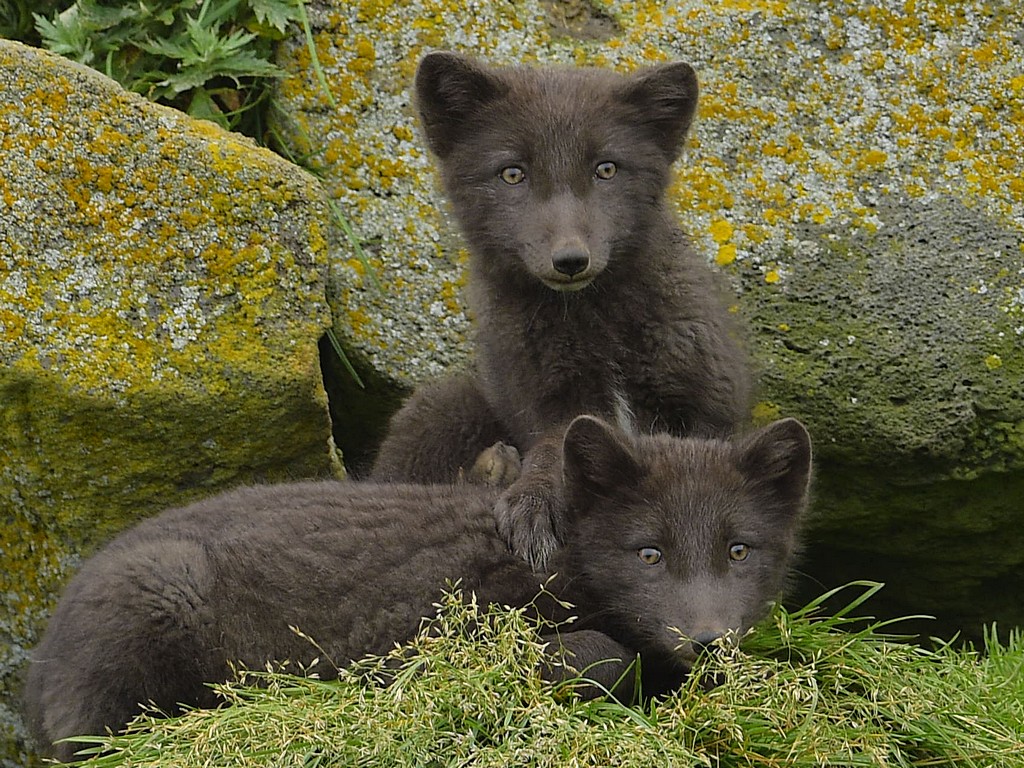 Arctic Fox2.jpg