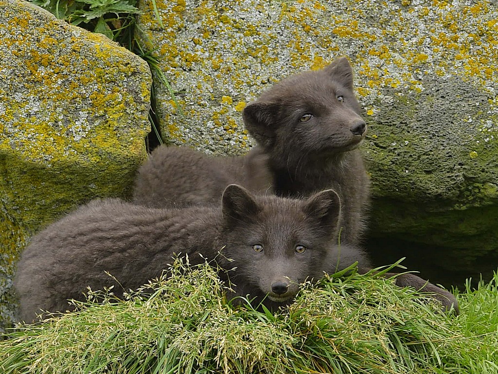 Arctic Fox.jpg