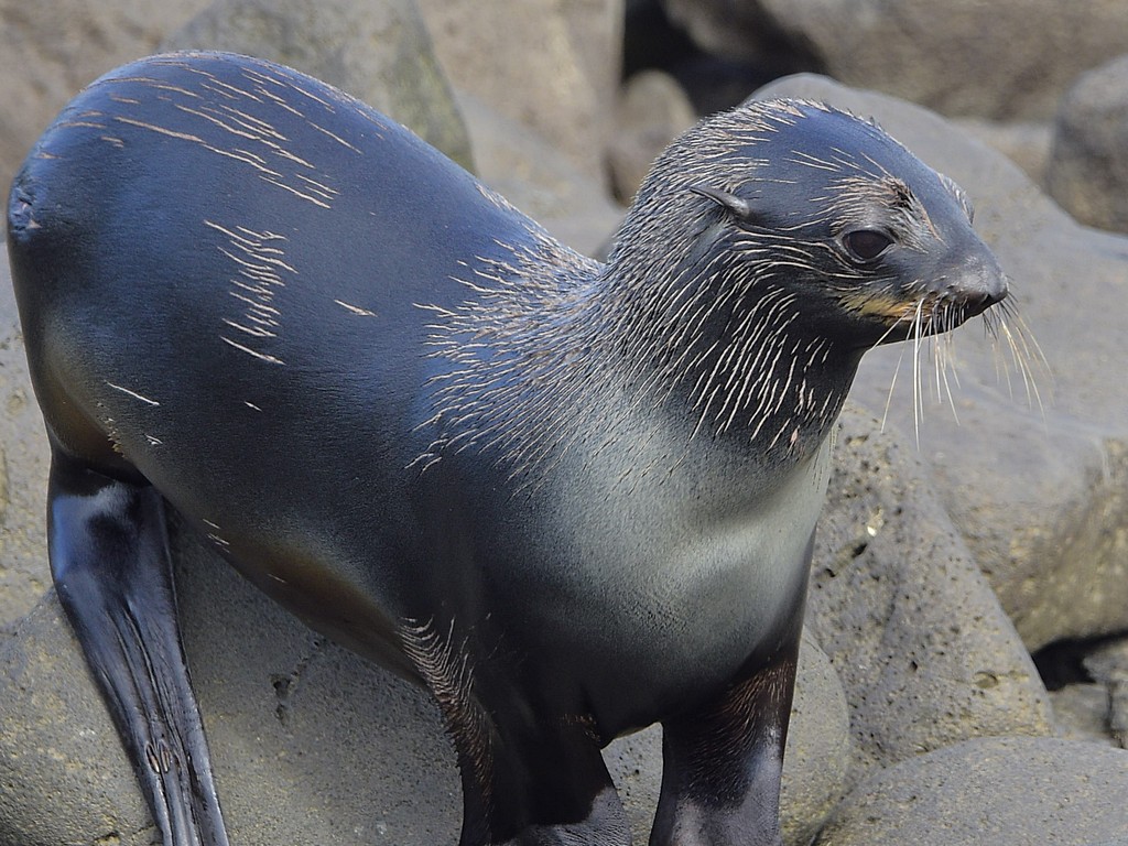 Northern Fur Seal.jpg