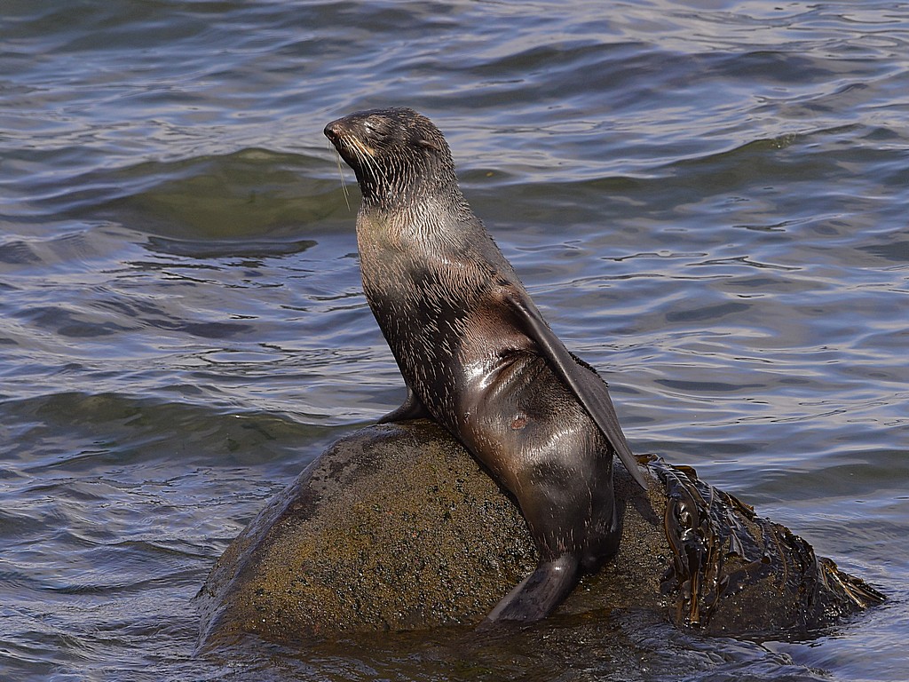 Northern Fur Seal2.jpg