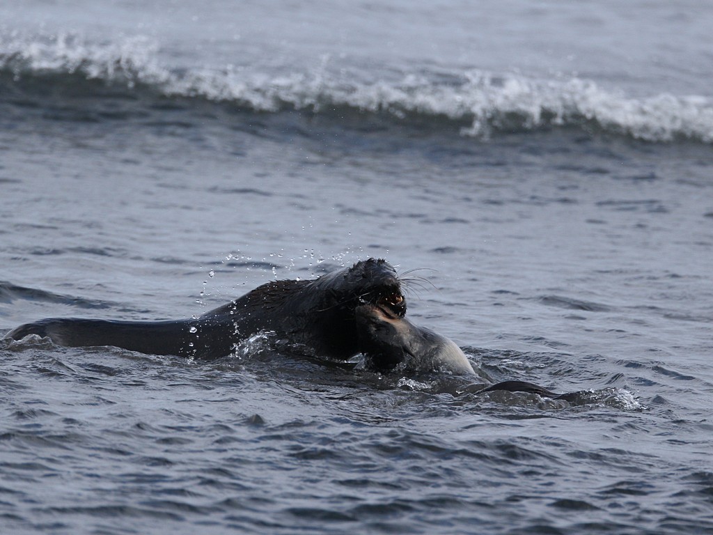 Northern Fur Seal3.jpg