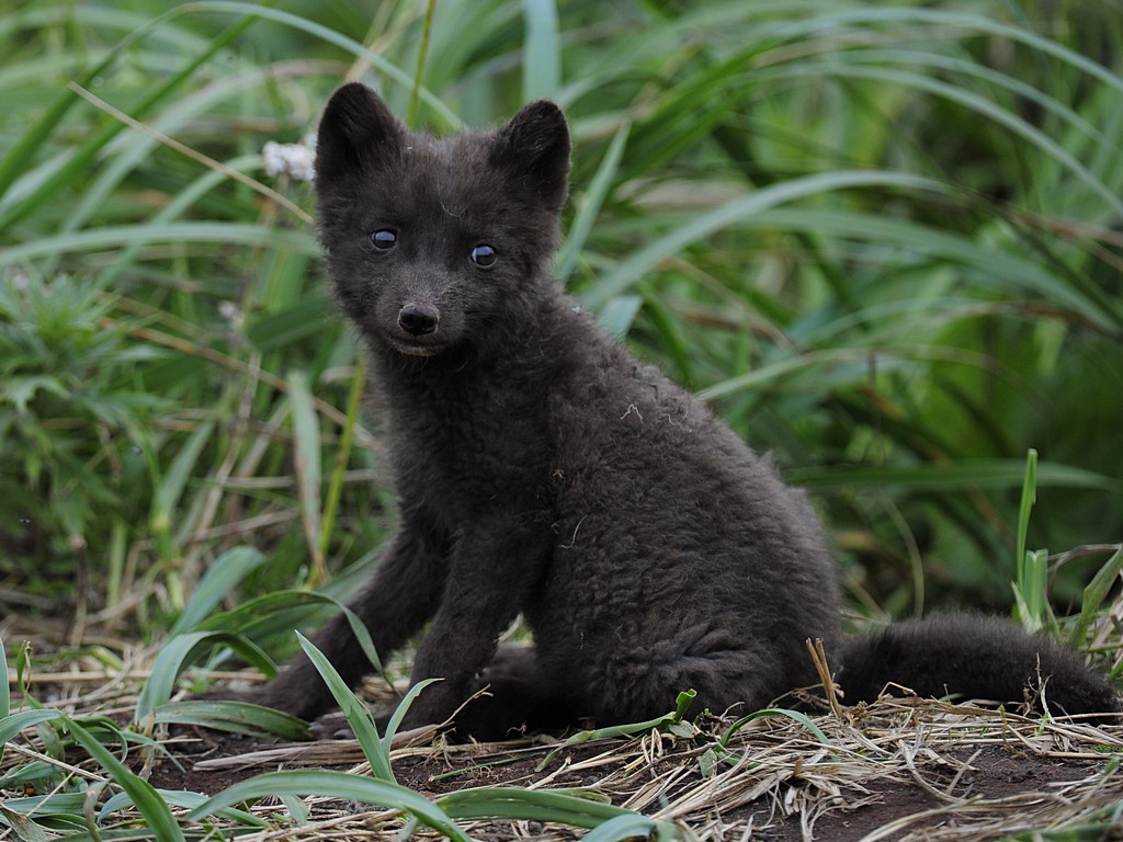 Arctic Fox.jpg