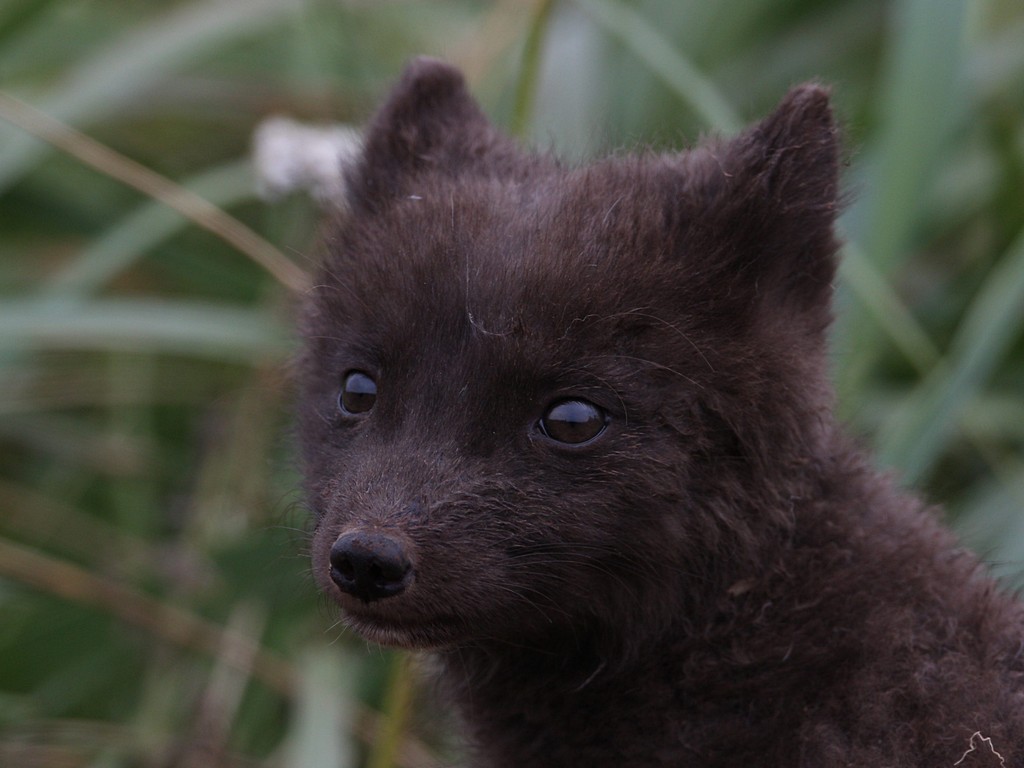 arctic fox2.jpg