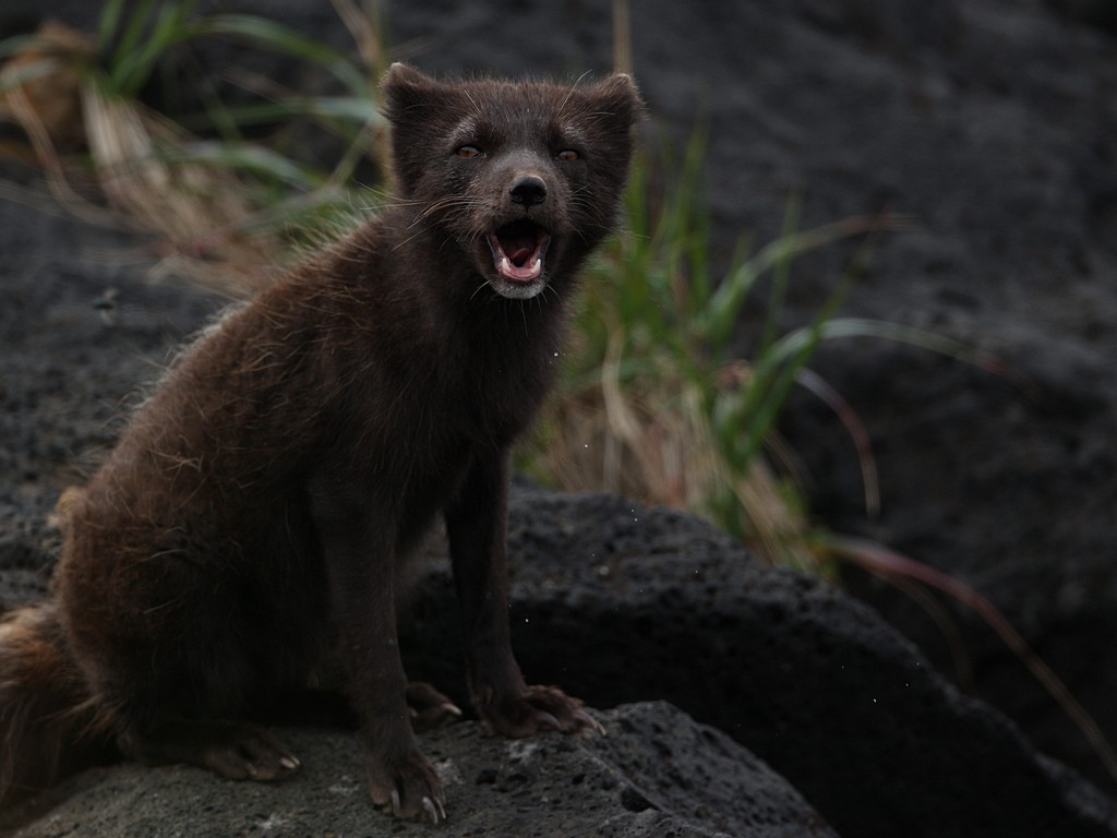 Arctic Fox.3jpg.jpg