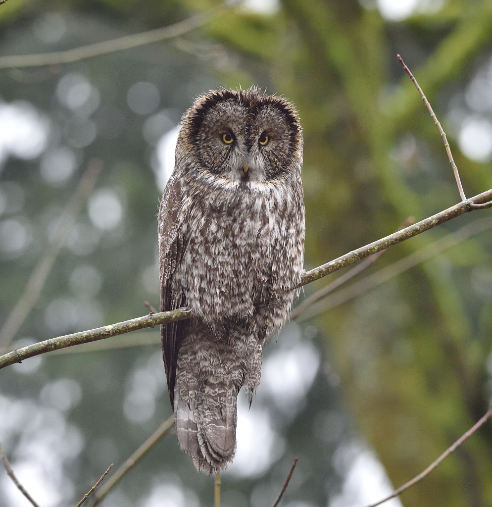 Great Gray Owl.JPG