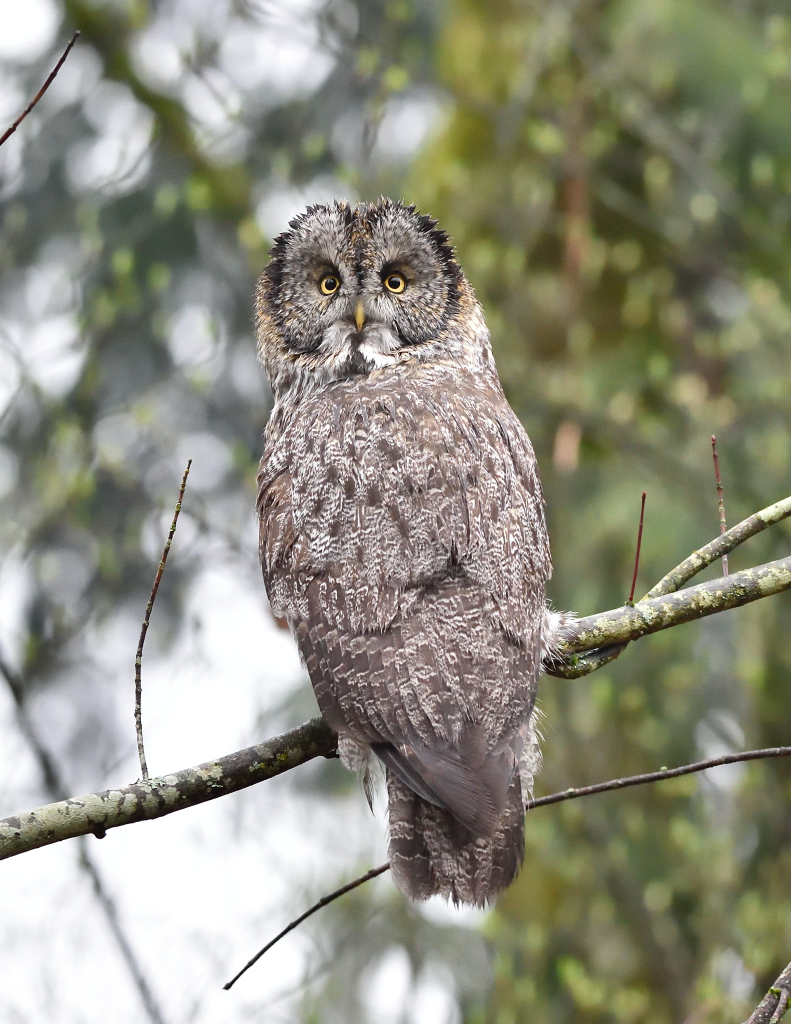 Great Gray Owl1.JPG