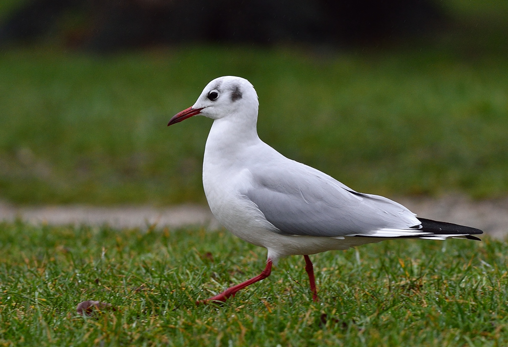 Black-headed Gull.JPG