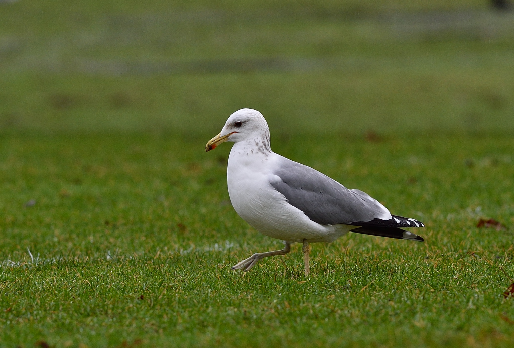 California Gull.JPG