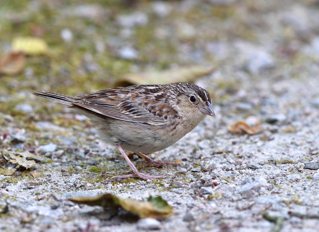 Grasshopper Sparrow.JPG