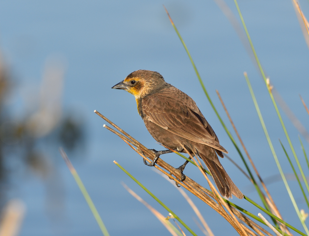 Yellow-headed Blackbird(F).JPG