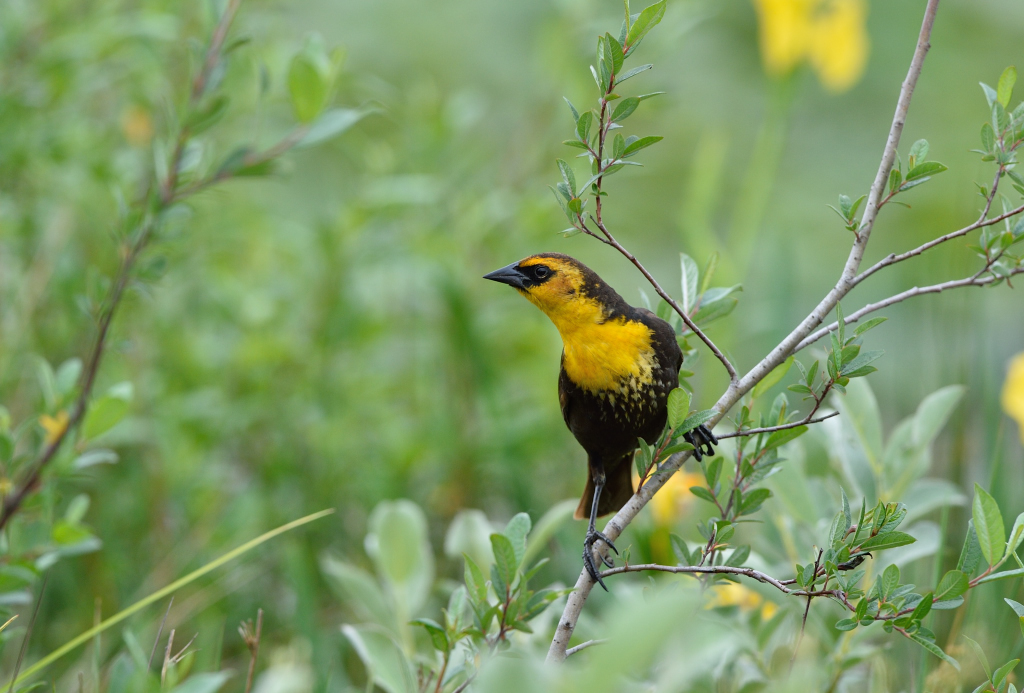 Yellow-headed Blackbird(M).JPG