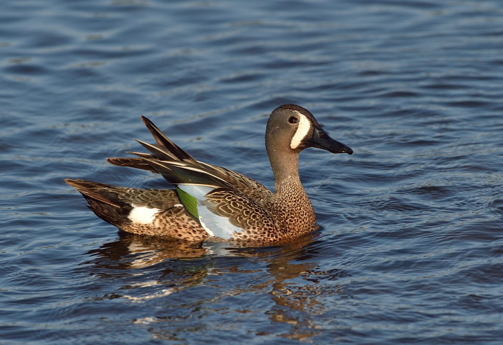 Blue-winged Teal.JPG