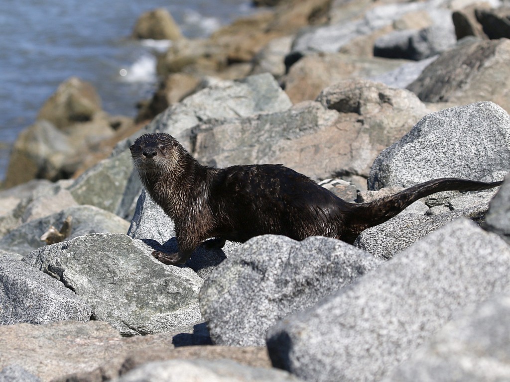 river otter.jpg