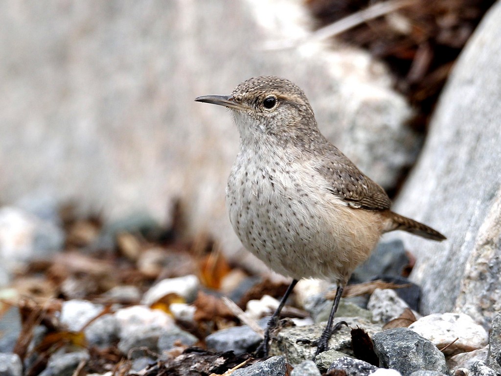 rock wren.jpg