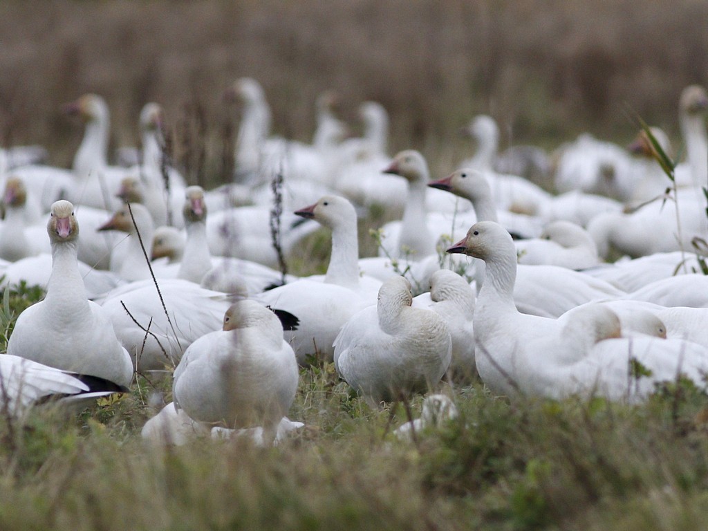 snow goose.jpg