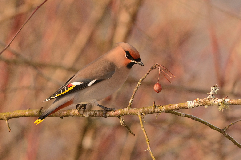 Bohemian Waxwing.JPG